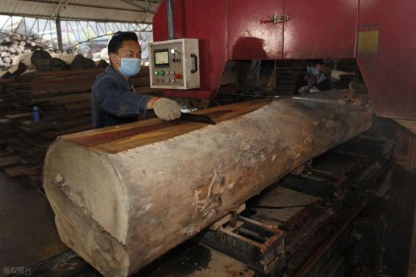 360配资网 做棺材用什么木材最好？这5种树木最好，第3种最常见，了解下